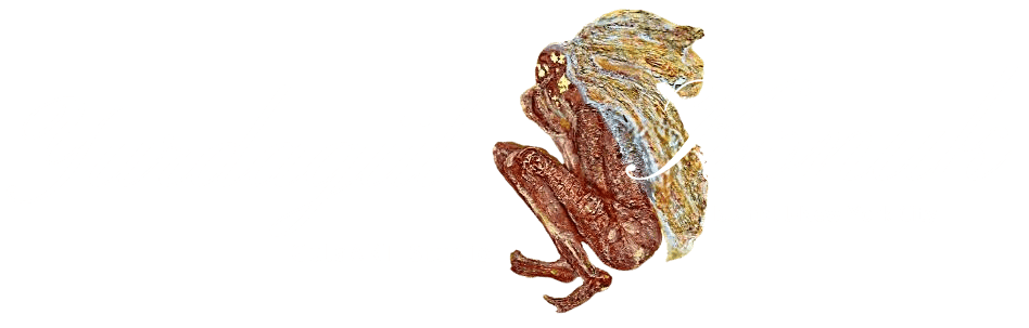 Gulart Studio